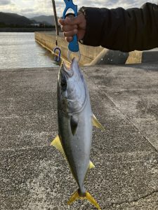 80㎝のブリが釣れました！