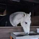 鹿児島神宮の神馬、清嵐ちゃん