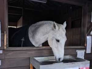 鹿児島神宮の神馬、清嵐ちゃん
